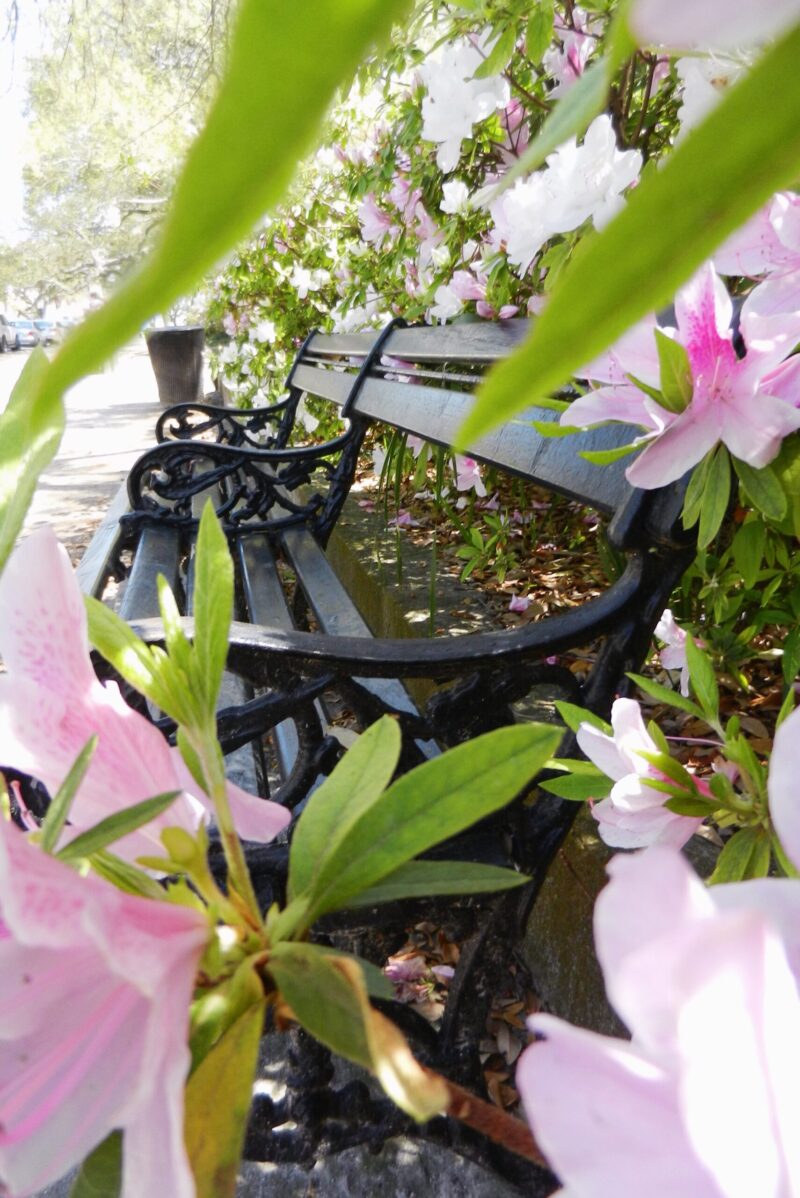 Wrought-Iron Bench at White Point Gardens. Charleston, SC. Photo by Lorien Lucero.