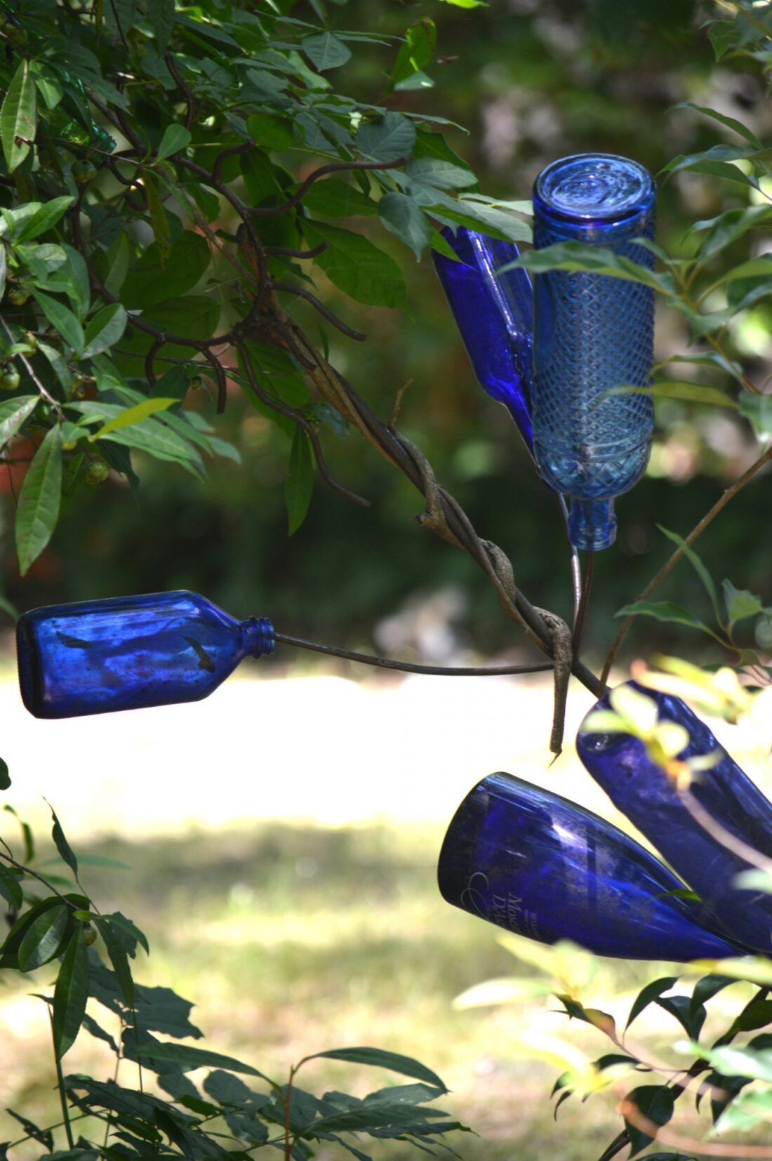 Blue Bottle Tree