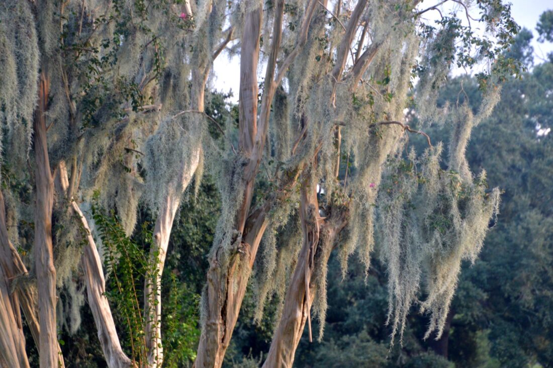 Hampton Park in Charleston, SC. Photo by Lorien Lucero.