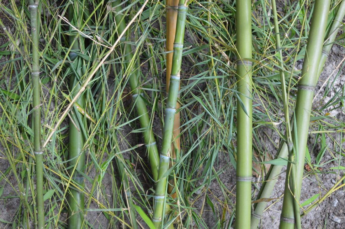 Cut bamboo