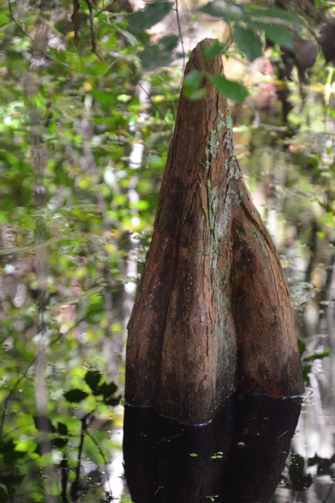Cypress Knee