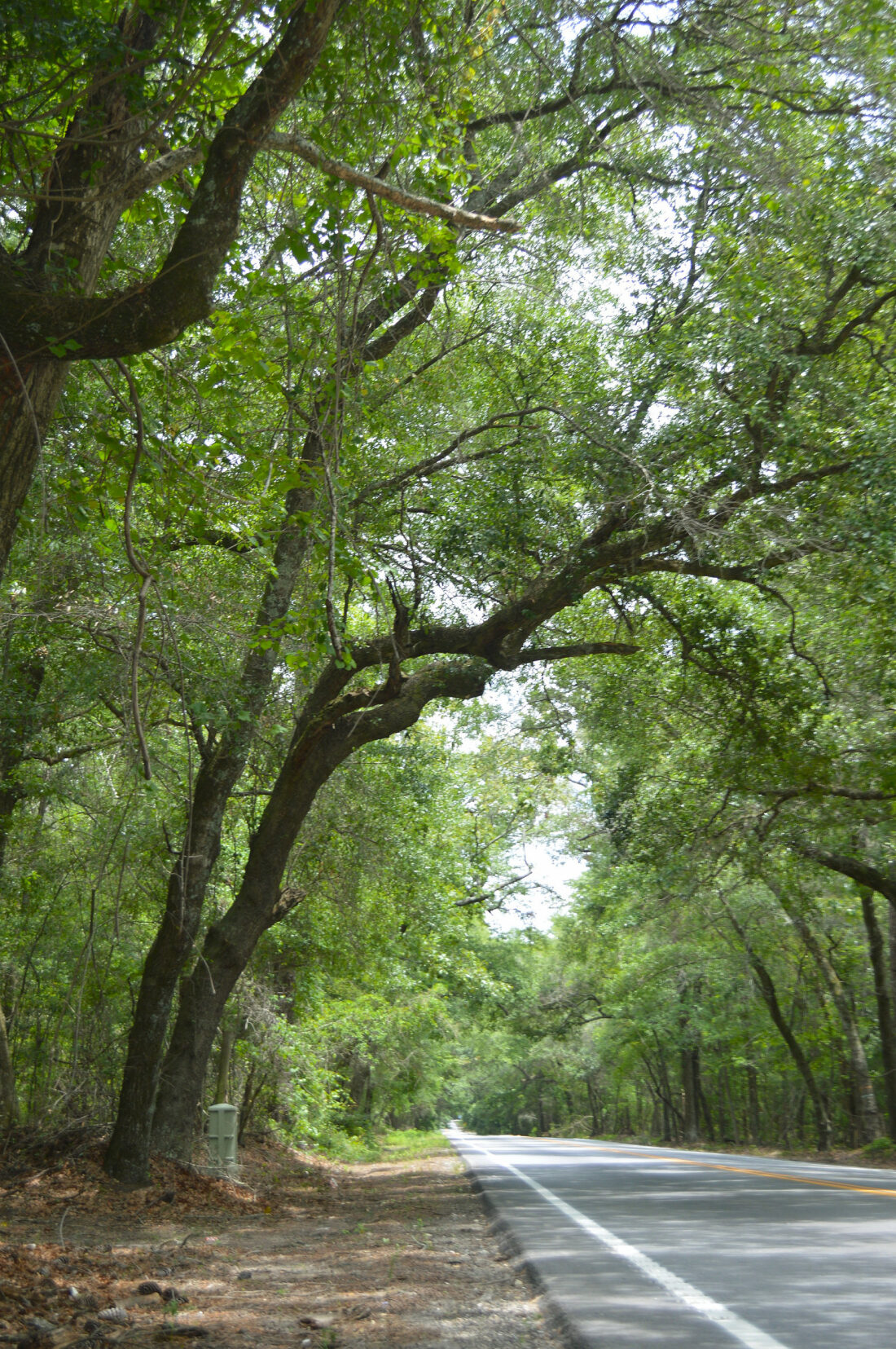 Highway 61 in West Ashley, Charleston, SC. Photo by Lorien Lucero.