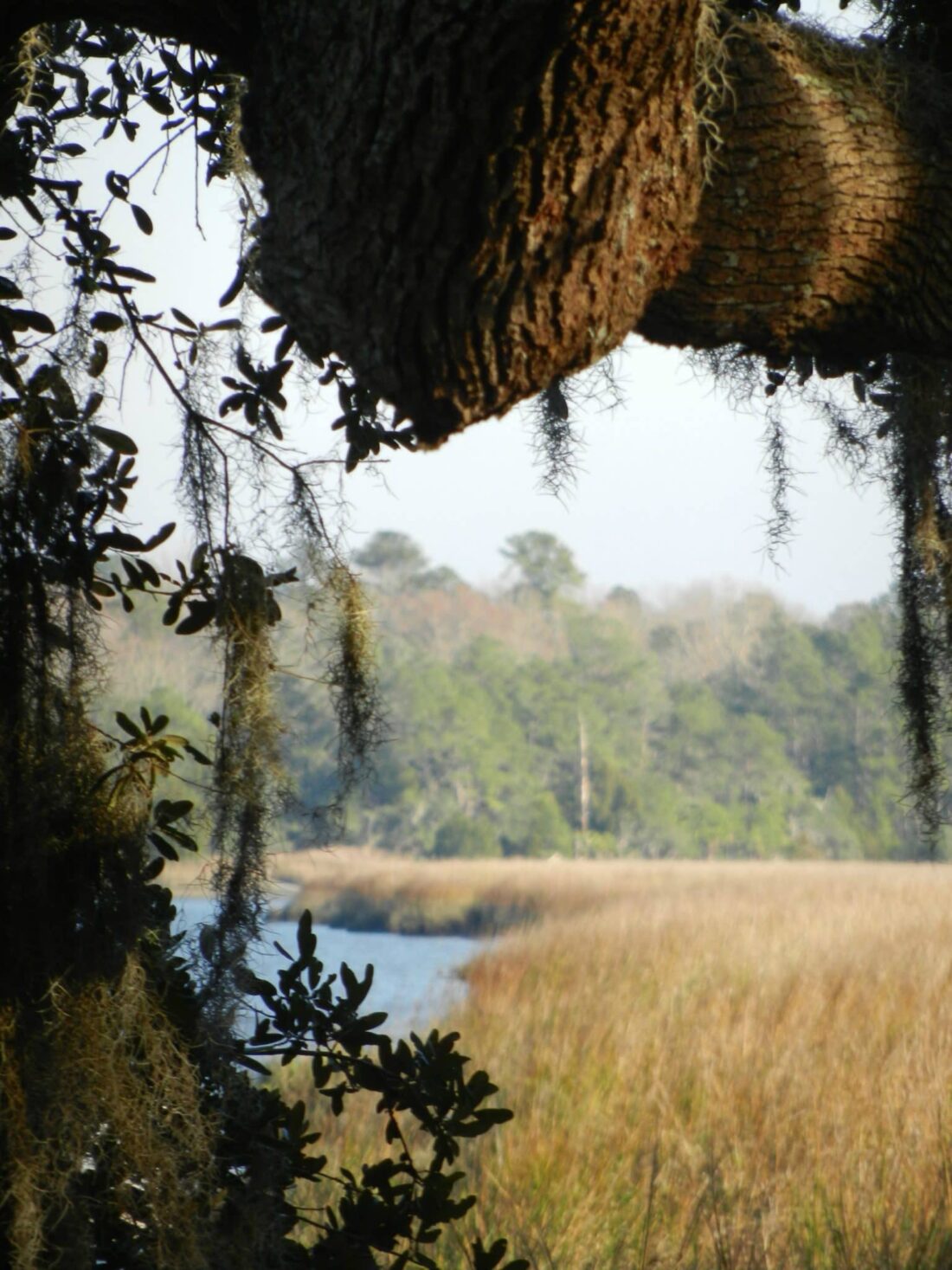 View of the Ashley River from Drayton Hall in Charleston, SC. Photo by Lorien Lucero.
