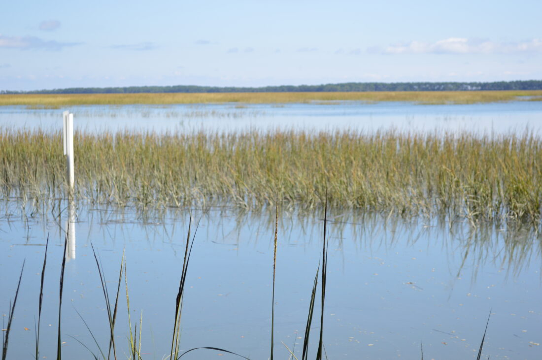 Flooded creek near Fort Lemar Heritage Preserve on James Island, SC. Photo by Lorien Lucero.